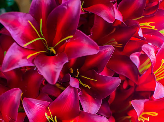 burgundy tiger lilies Burgundy Trumpet Lily Bush – Stevens Floral Gifts & Framing