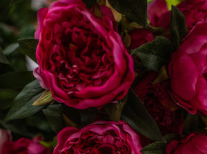 Deluxe Peony Bush