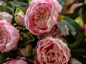 Deluxe Peony Bush
