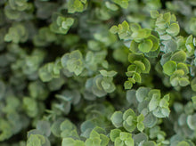 Load image into Gallery viewer, Eucalyptus Bush
