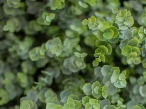 Eucalyptus Bush