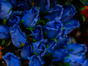 Blue Closed Bud Rose Bush