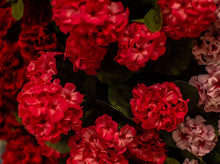 Load image into Gallery viewer, Beauty Geranium Bush
