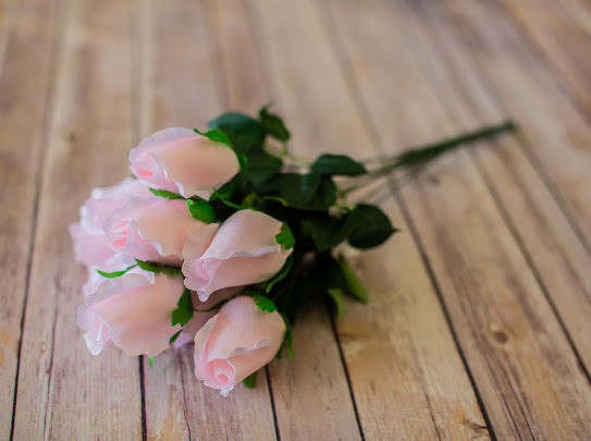 Blush Closed Bud Rose Bush