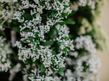 Load image into Gallery viewer, Baby’s Breath
