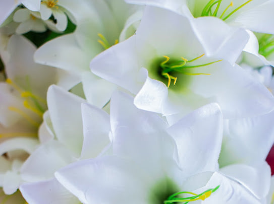 Cream Trumpet Lily Bush