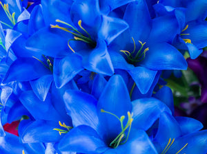 blue lily flower for sale Blue Trumpet Lily Bush – Stevens Floral Gifts & Framing
