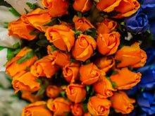 Load image into Gallery viewer, Orange Closed Bud Rose Bush
