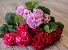 Load image into Gallery viewer, Beauty Geranium Bush
