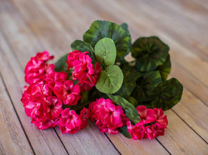 Beauty Geranium Bush