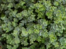 Load image into Gallery viewer, Eucalyptus Bush
