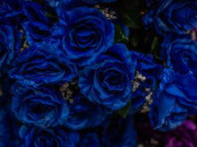 Load image into Gallery viewer, Blue Giant Open Rose Bush
