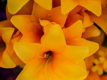 Load image into Gallery viewer, Yellow Trumpet Lily Bush
