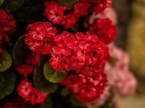 Beauty Geranium Bush