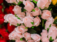 Load image into Gallery viewer, Blush Closed Bud Rose Bush

